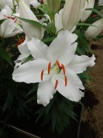 [4279 Seine Mak No02.JPG]